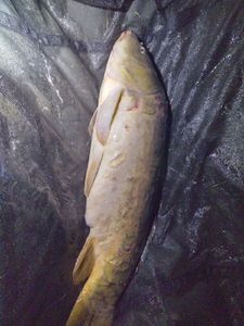 Mirror Carp