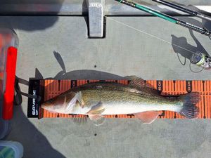 Zander