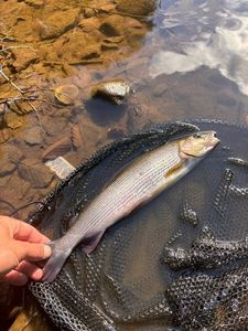 Grayling