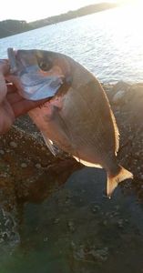 Gilthead Seabream