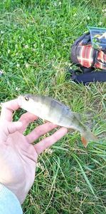 European Perch