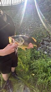 Largemouth Bass
