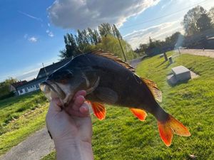 European Perch