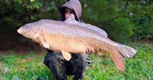 Common Carp