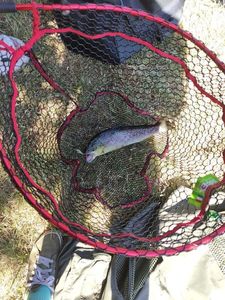 Cutthroat Trout