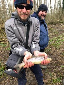 Brown Trout