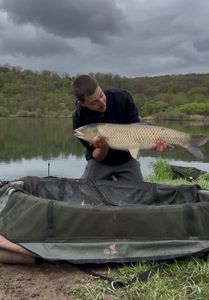 Grass Carp