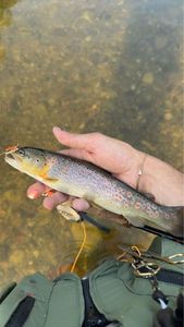 Brown Trout