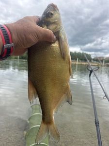 Common Bream
