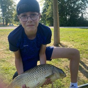 Common Carp