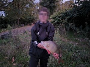 European Perch