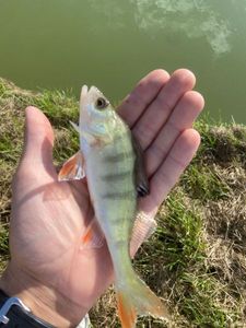 European Perch
