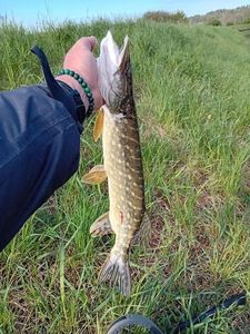 Northern Pike