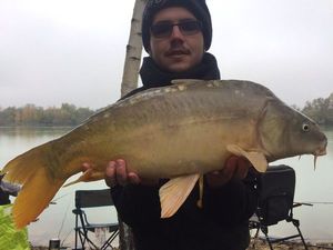 Mirror Carp