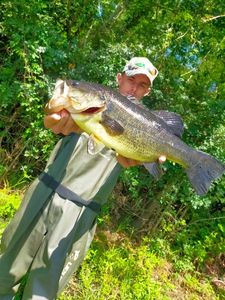 Largemouth Bass
