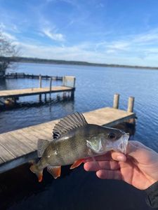 European Perch