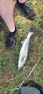 Zander