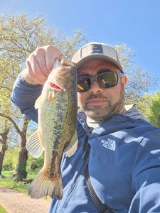 Largemouth Bass