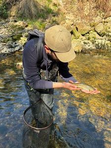 Brown Trout