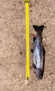 Rainbow Trout