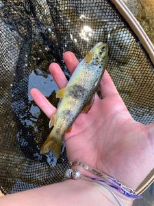 Brown Trout