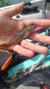 Tubenose Goby