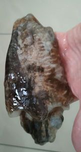 Common Cuttlefish