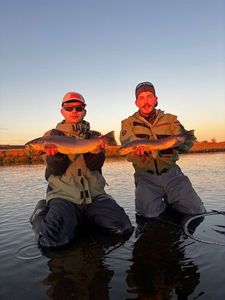 Brown Trout