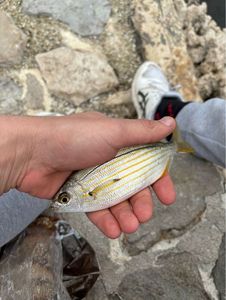 Salema