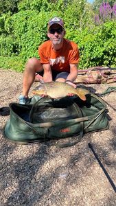 Common Carp