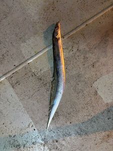 Largehead Hairtail