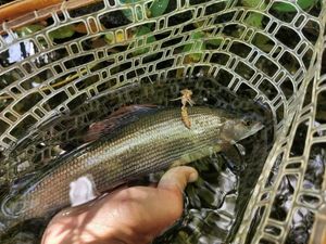 Grayling