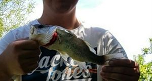 Largemouth Bass