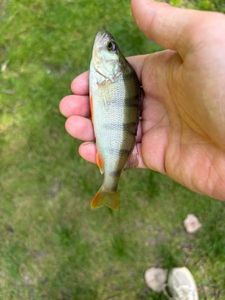 European Perch