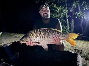 Common Carp