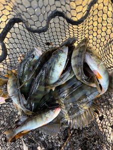 European Perch