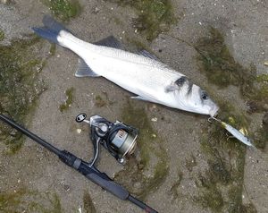 European Bass (Seabass)