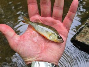 European Perch