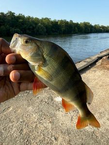 European Perch