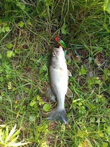 Largemouth Bass