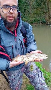 Brown Trout