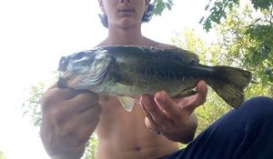 Smallmouth Bass