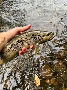 Brown Trout