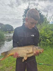 Common Carp