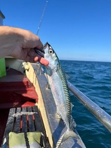 Mackerel