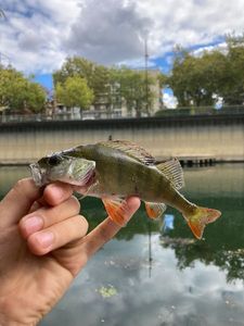 European Perch
