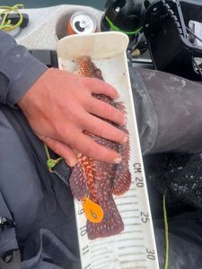 Ballan Wrasse