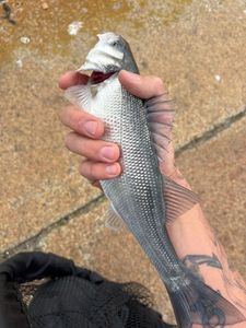 European Bass (Seabass)