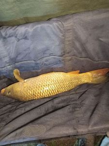 Common Carp