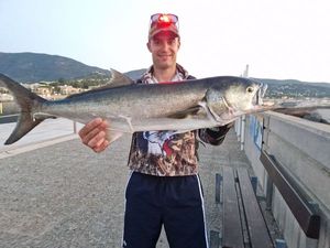 Bluefish